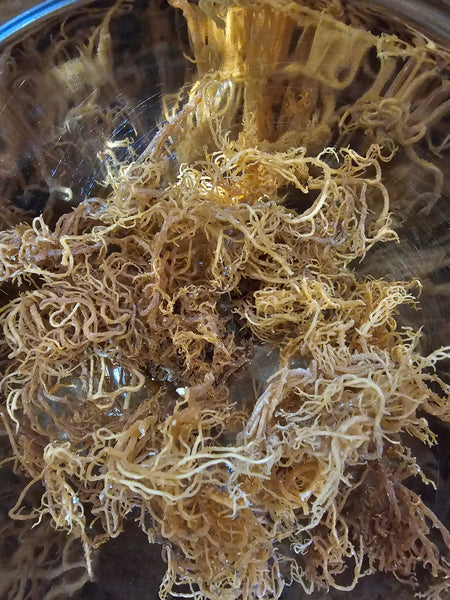 Sea Moss Gel 16oz
