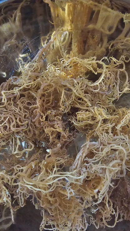 Sea Moss Gel 16oz