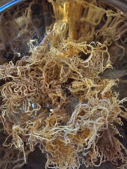 Sea Moss Gel 16oz