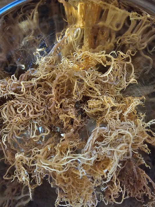 Sea Moss Gel 16oz