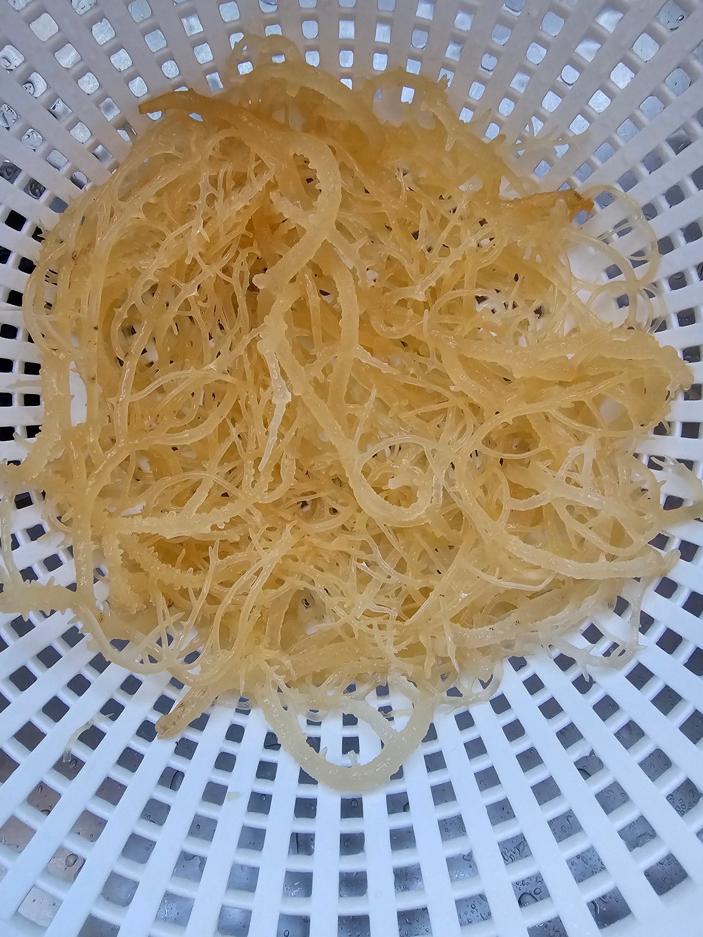 Sea Moss Gel 16oz